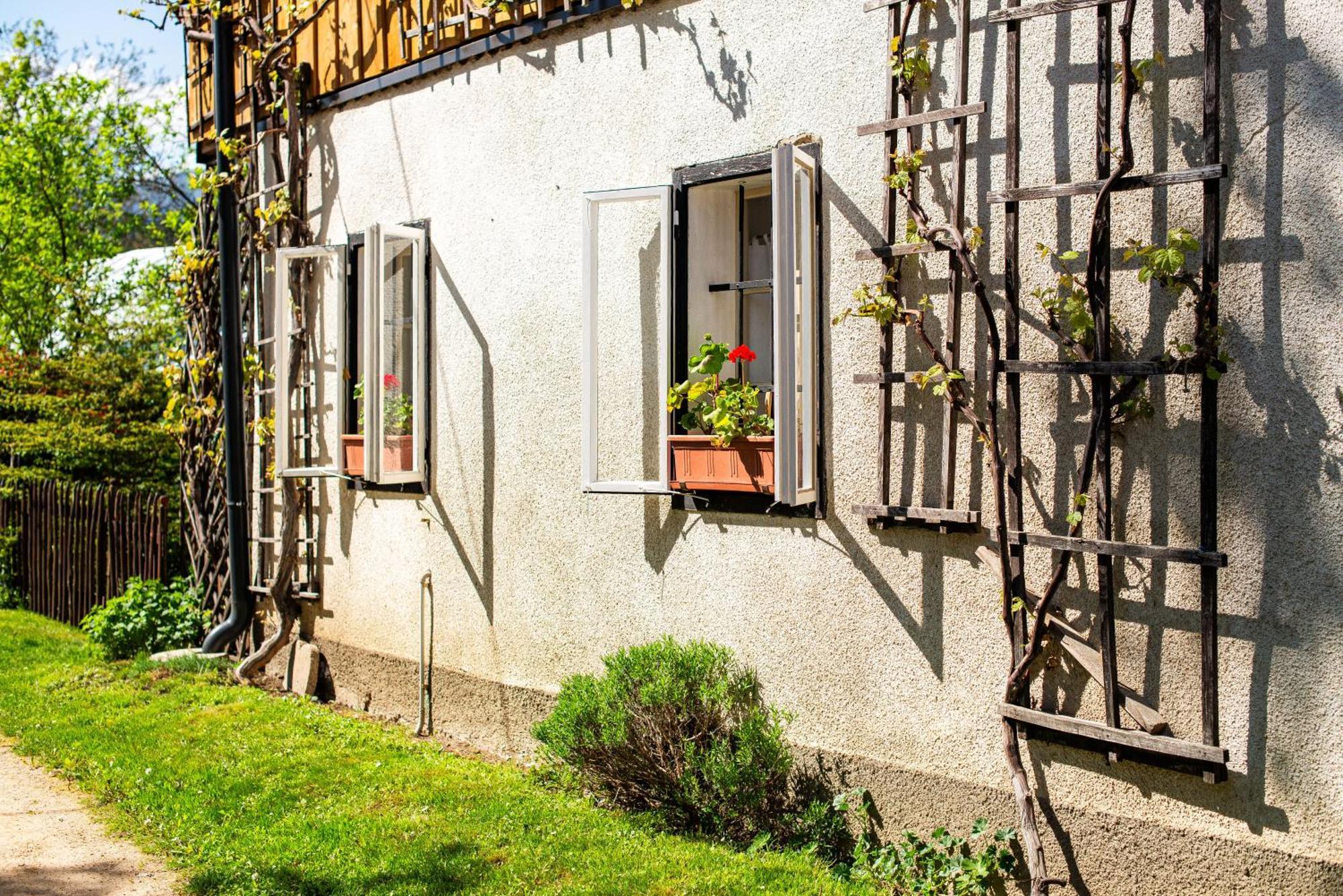 House, Garden And A Green Cat Блед Экстерьер фото